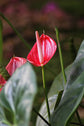 Anthurium andreanum ★ FLAMINGO FLOWER