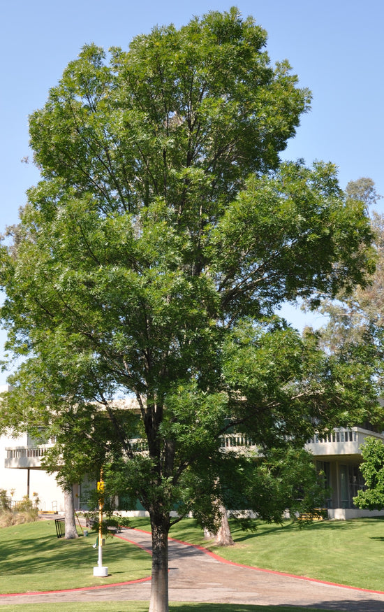 Fraxinus uhdei ★ TROPICAL ASH