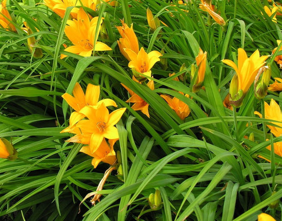 Hemerocallis forestii ★ YELLOW DAY LILY
