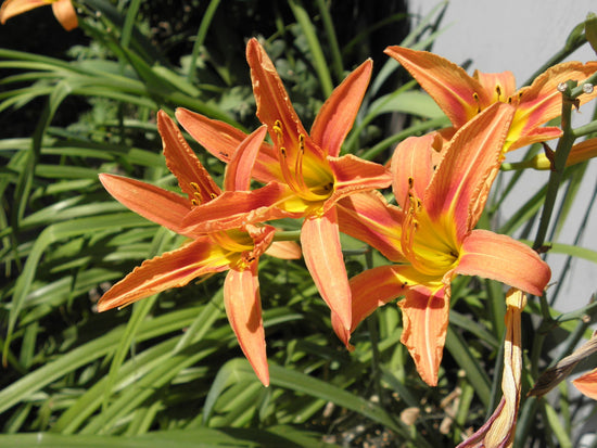 Hemerocallis fulva ★ ORANGE DAY LILY