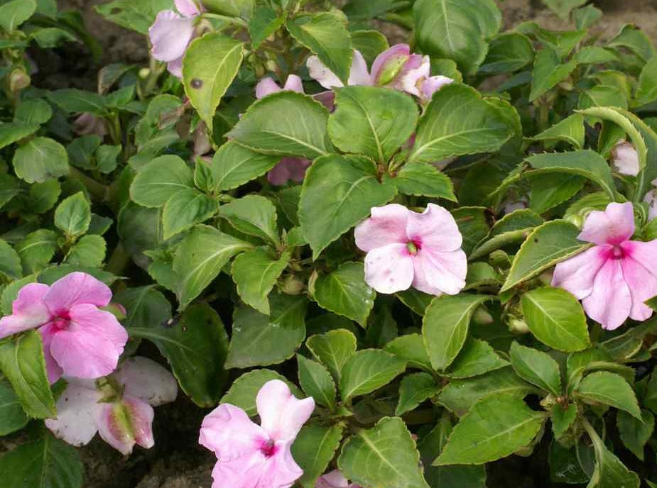 Impatiens walleriana ★ IMPATIENS