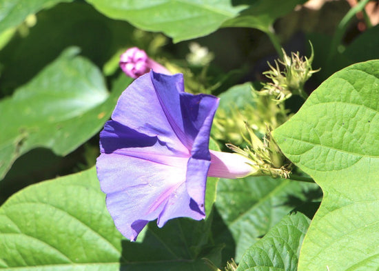 Ipomea purpurata ★ MORNING GLORY