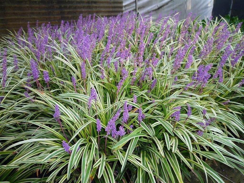 Liriope muscari ★ LILYTURF
