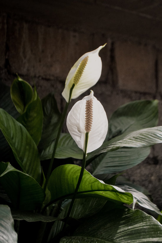 Spathiphyllum wallisii ★ PEACE LILY
