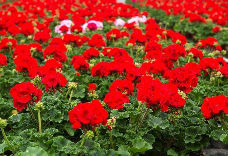 Pelargonium hortorum ★ GERANIUM