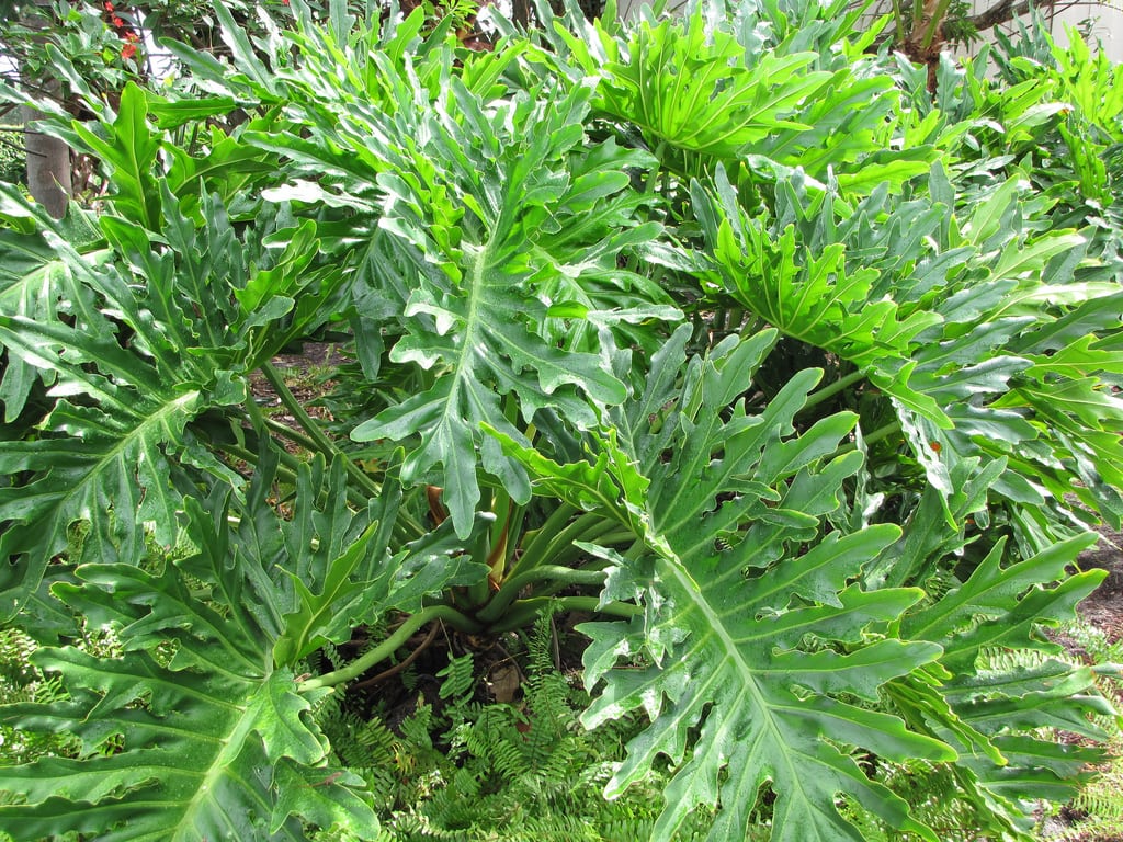 Philodendron selloum ★ SPLIT LEAF PHILODENDRON