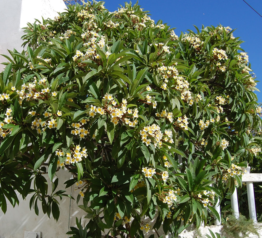 Plumeria alba ★ FRANGIPANI