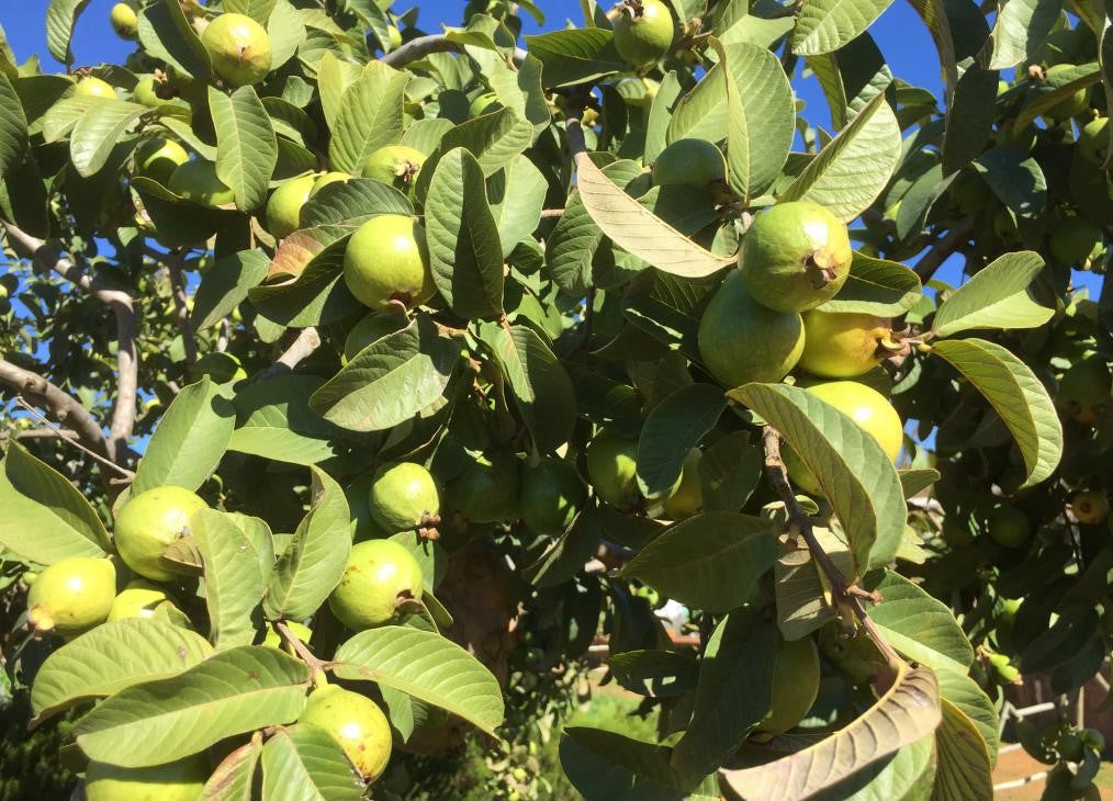 Psidium guajava ★ COMMON GUAVA