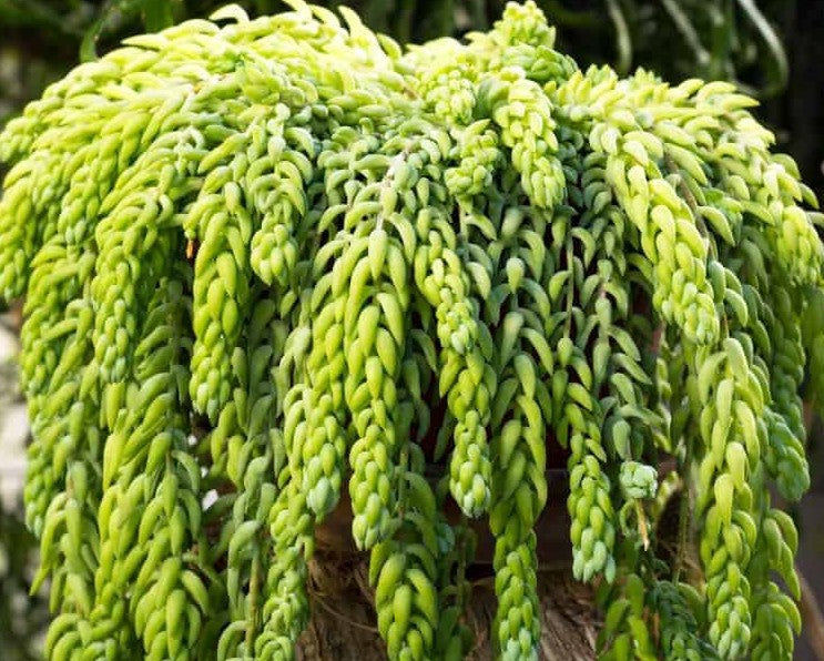 Sedum morganianum ★ DONKEY TAIL