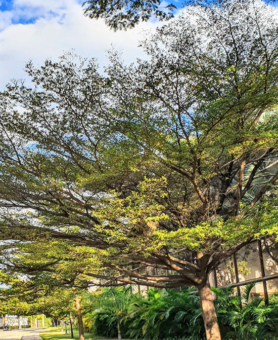 Terminalia mantaly ★ UMBRELLA TREE