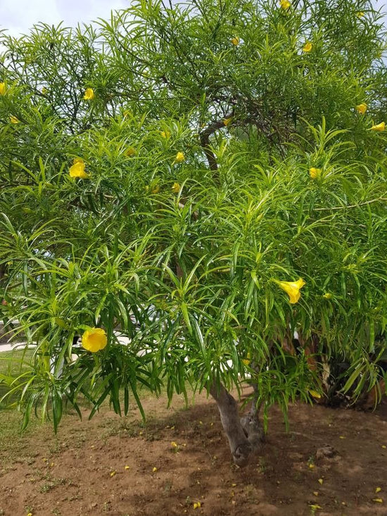 Thevetia peruviana ★ YELLOW OLEANDER