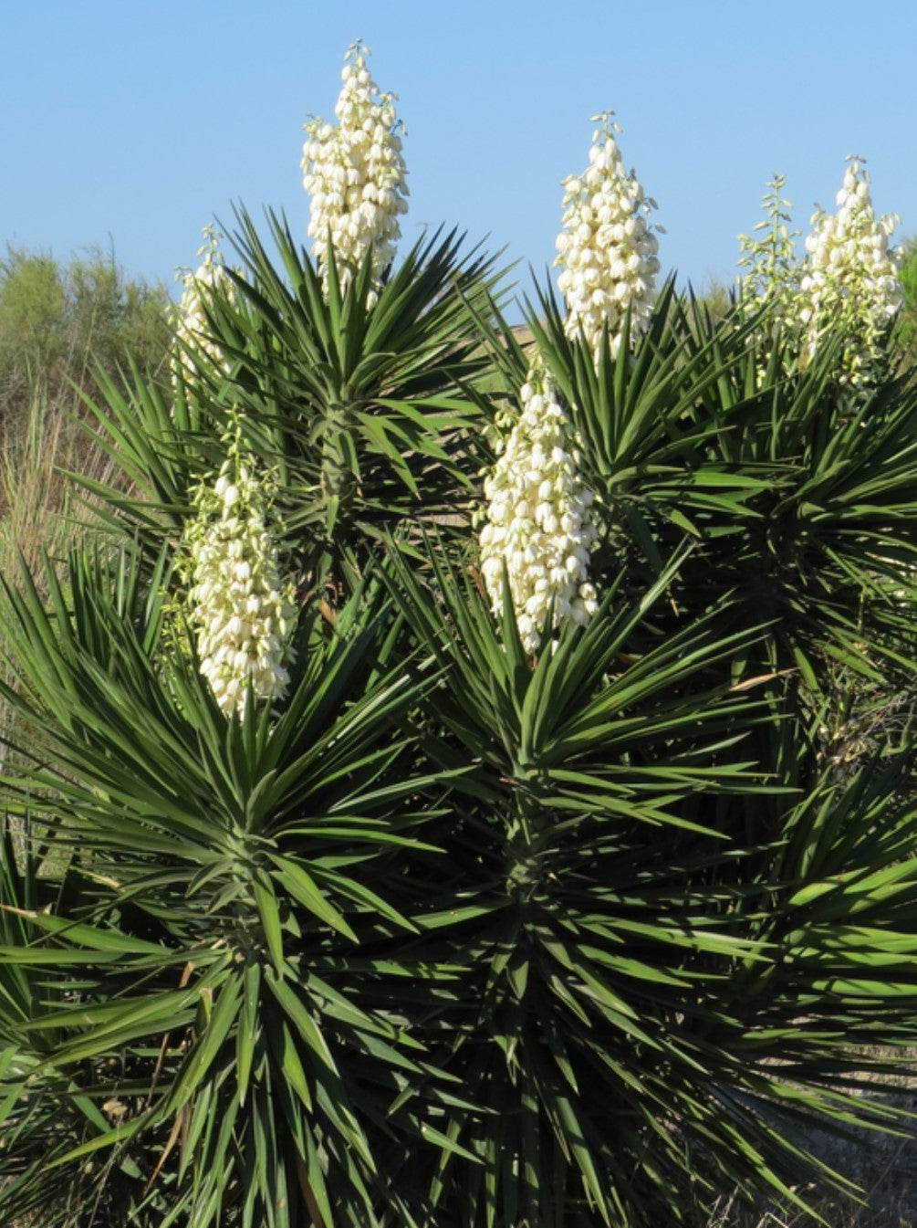 Yucca aloifolia  ★ SPANISH BAYONET