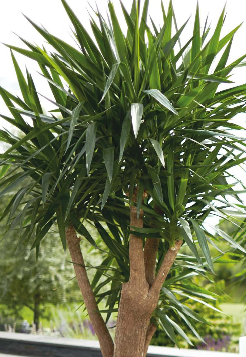 Yucca elephantipes  ★ SPINELESS YUCCA